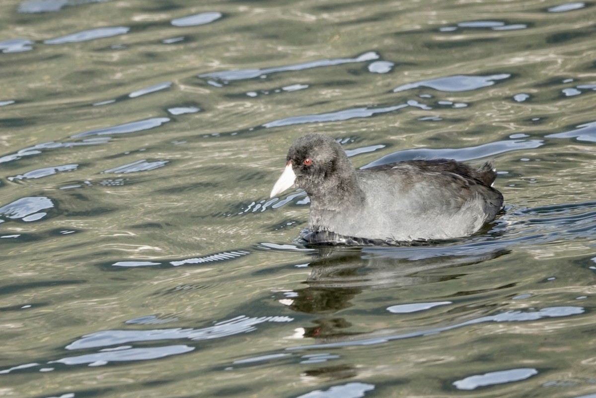 American Coot - ML644625099