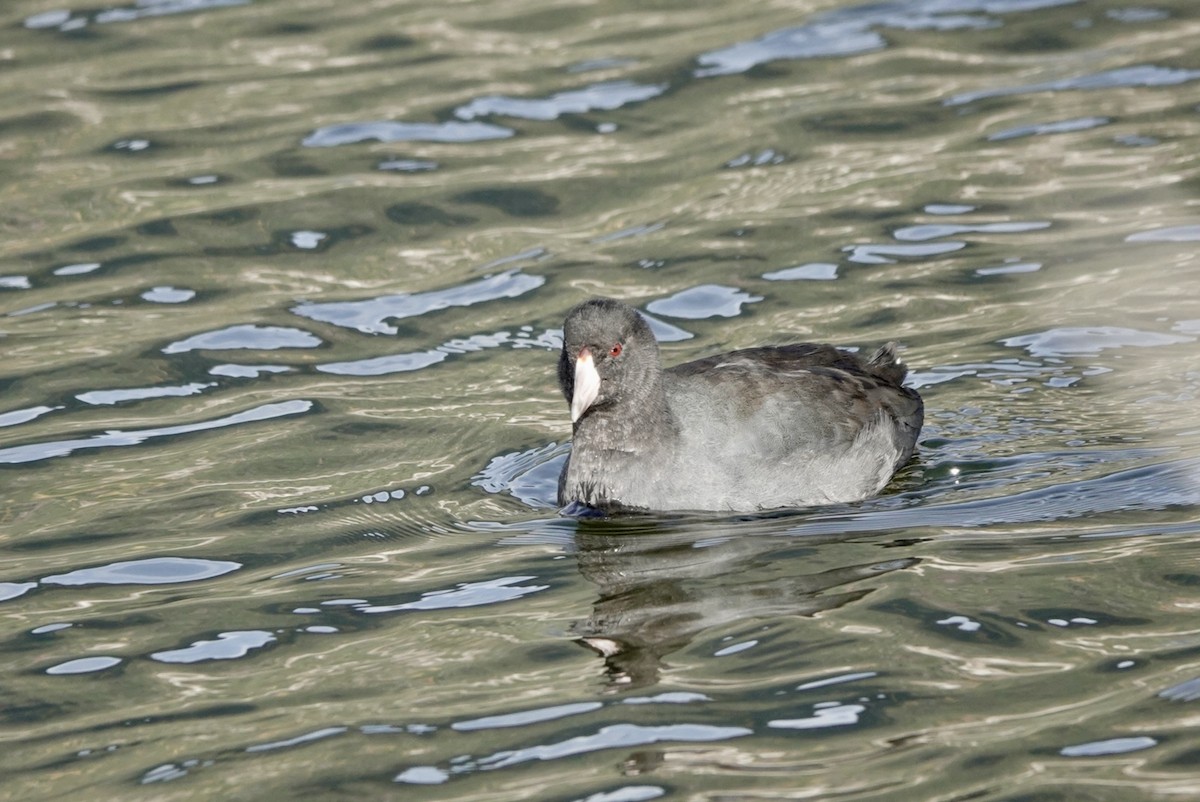 American Coot - ML644625100