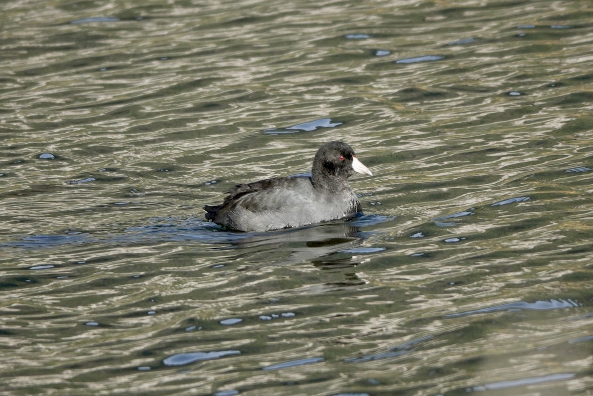 American Coot - ML644625101