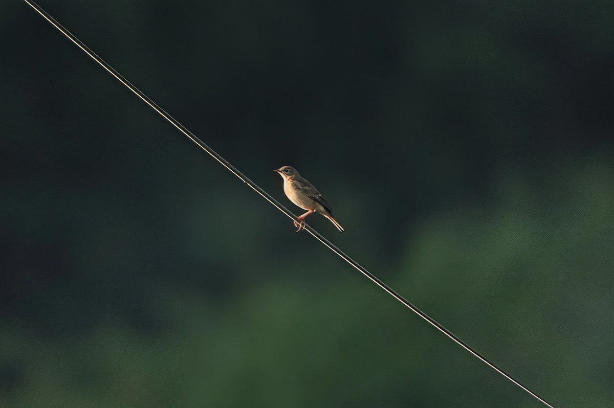 markpiplerke - ML644625102