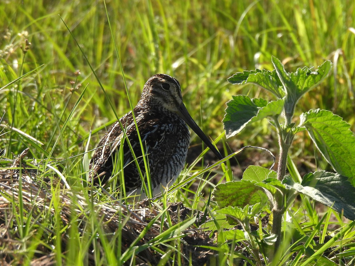 Pantanal Snipe - ML644625105