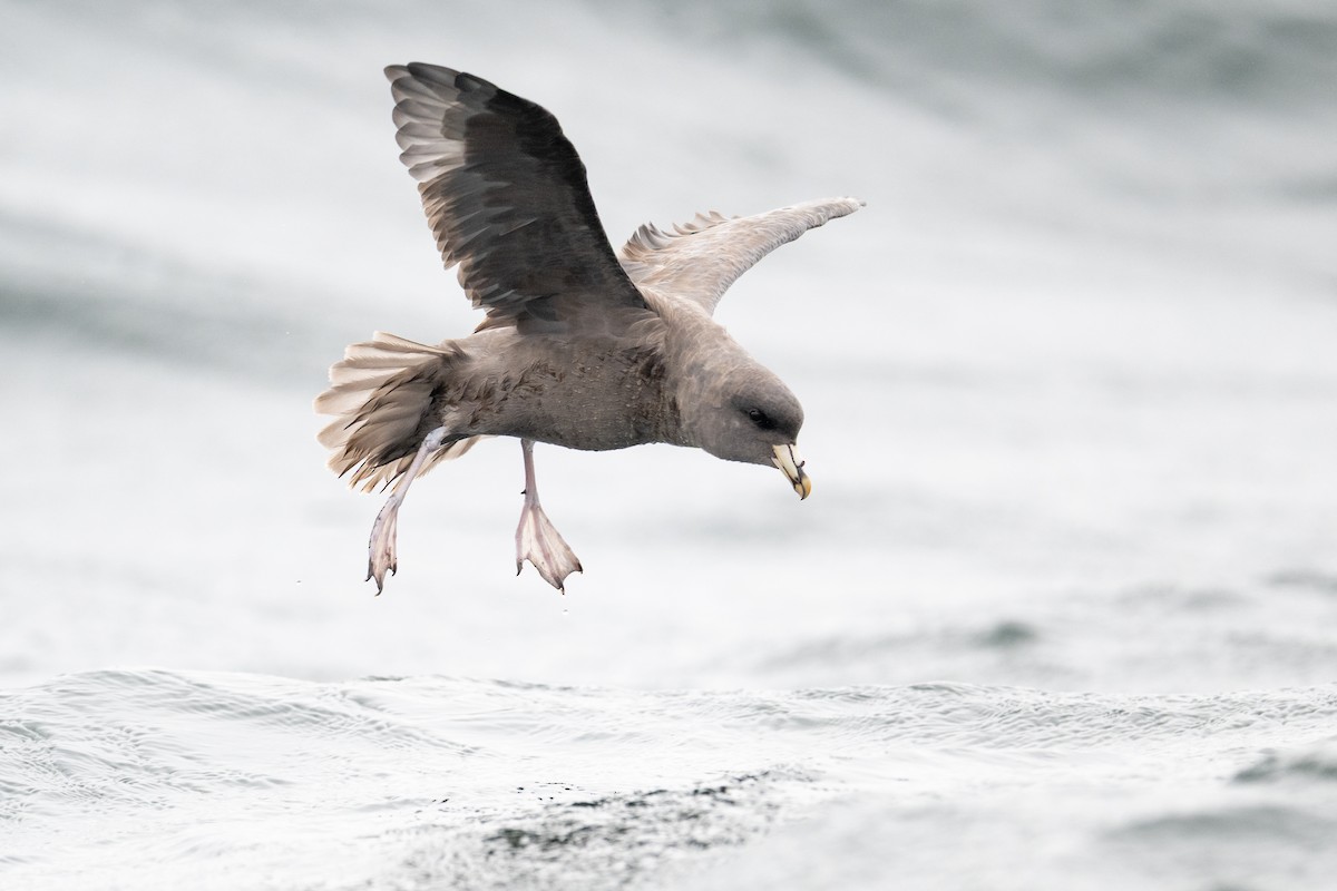 Fulmar boreala - ML644625106