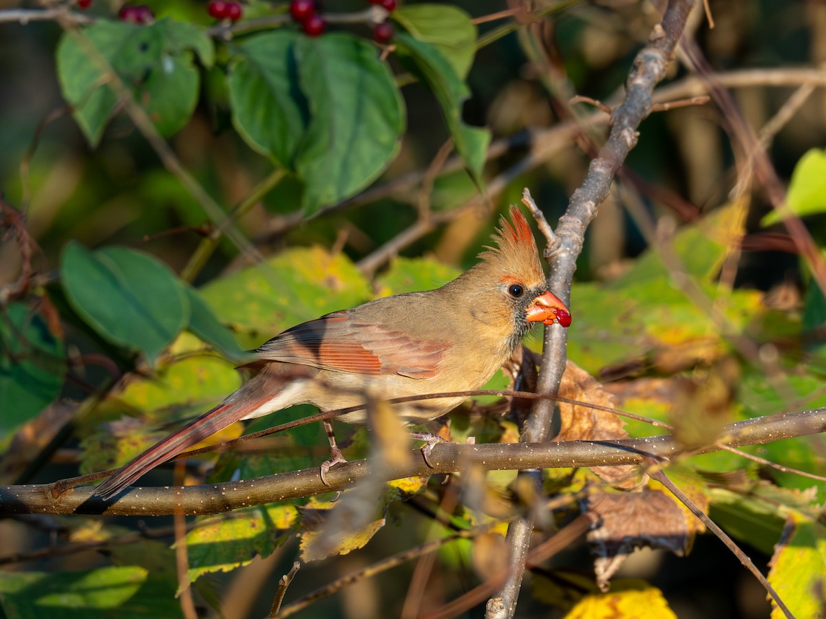 Kardinal arrunta - ML644625107