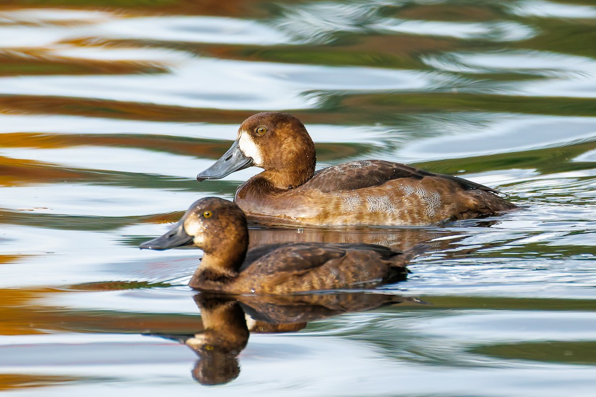 Greater Scaup - ML644625108