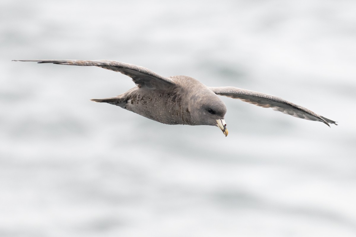 Fulmar boreala - ML644625109