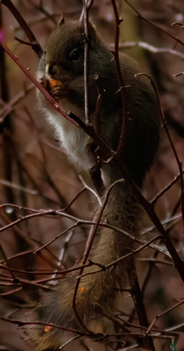 Squirrels - ML644625112