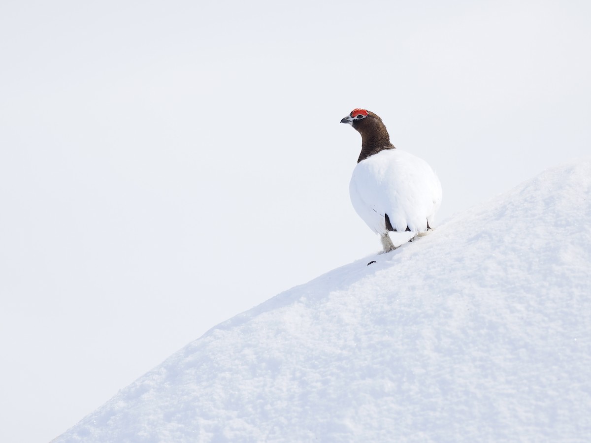 Moorschneehuhn - ML644625117