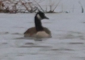 Branta kanadar handia - ML644625126