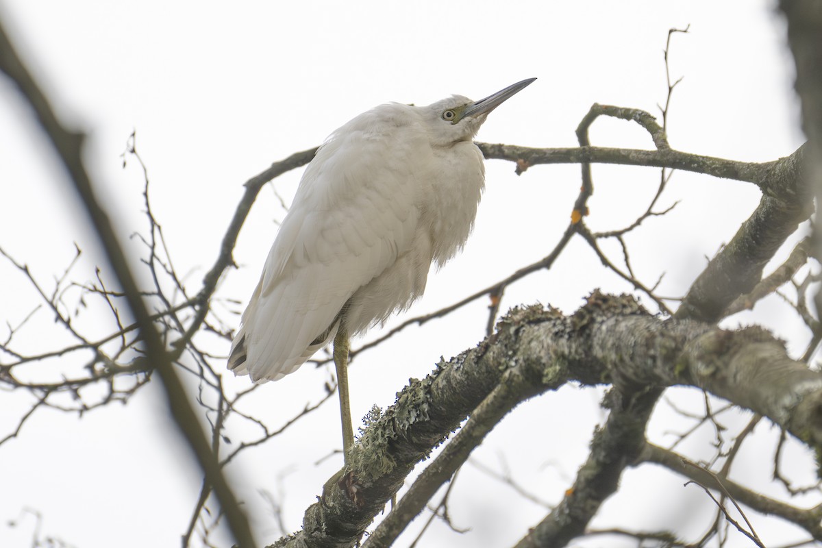 Garceta Azul - ML644625129