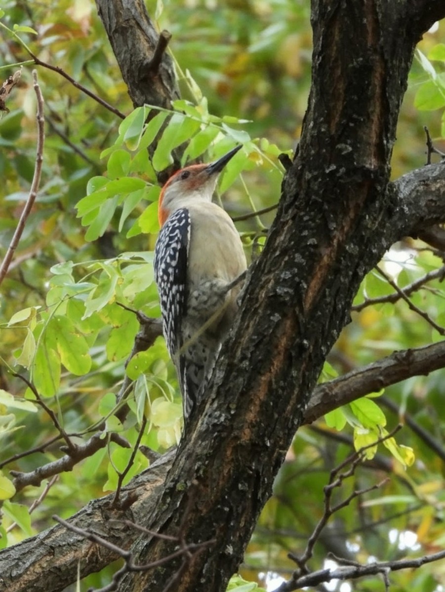 Red-bellied Woodpecker - ML644625130