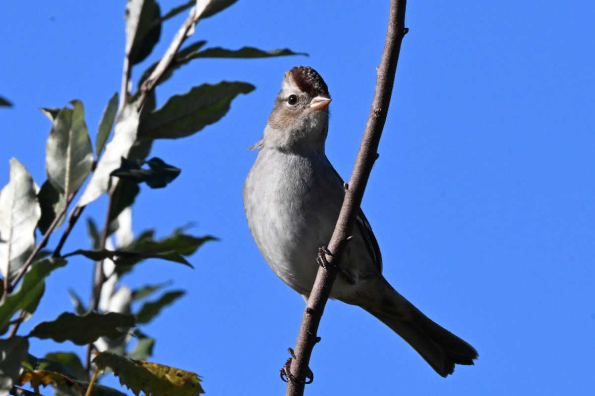 White-crowned Sparrow - ML644625134