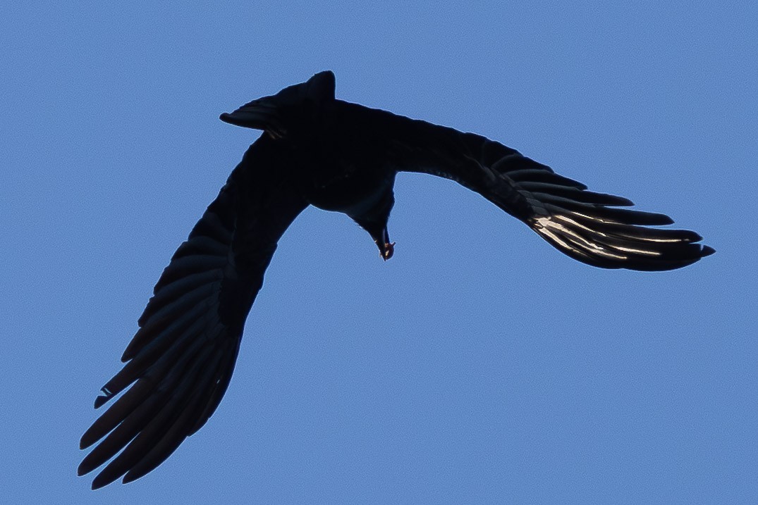 American Crow - ML644625136