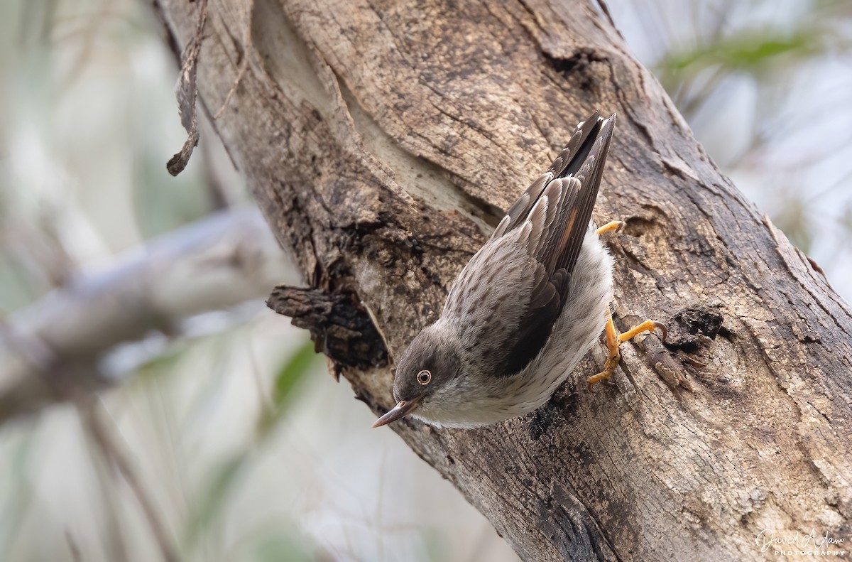 Varied Sittella - ML644625146
