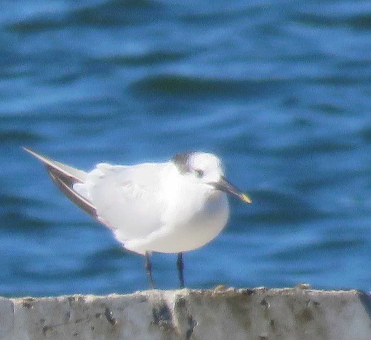 rybák severní - ML644625160