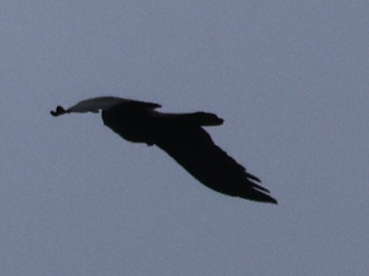 Kuzgun - ML644625161