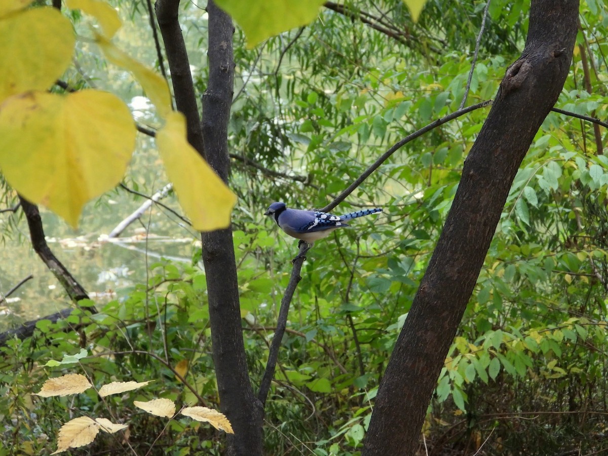 Geai bleu - ML644625162