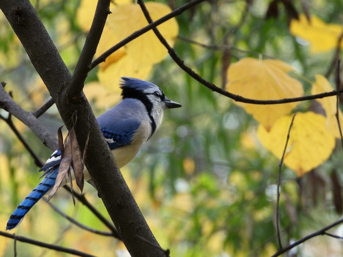 Geai bleu - ML644625163