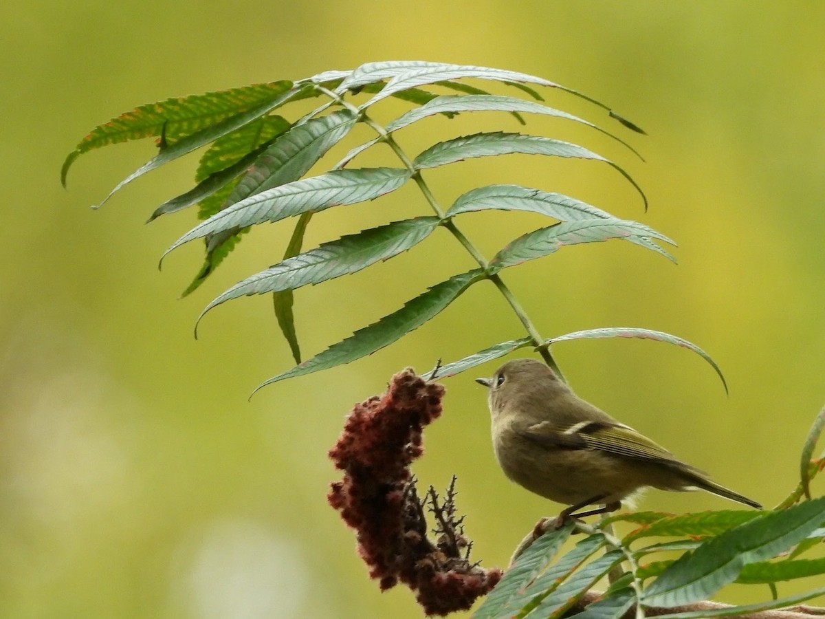 králíček americký - ML644625175