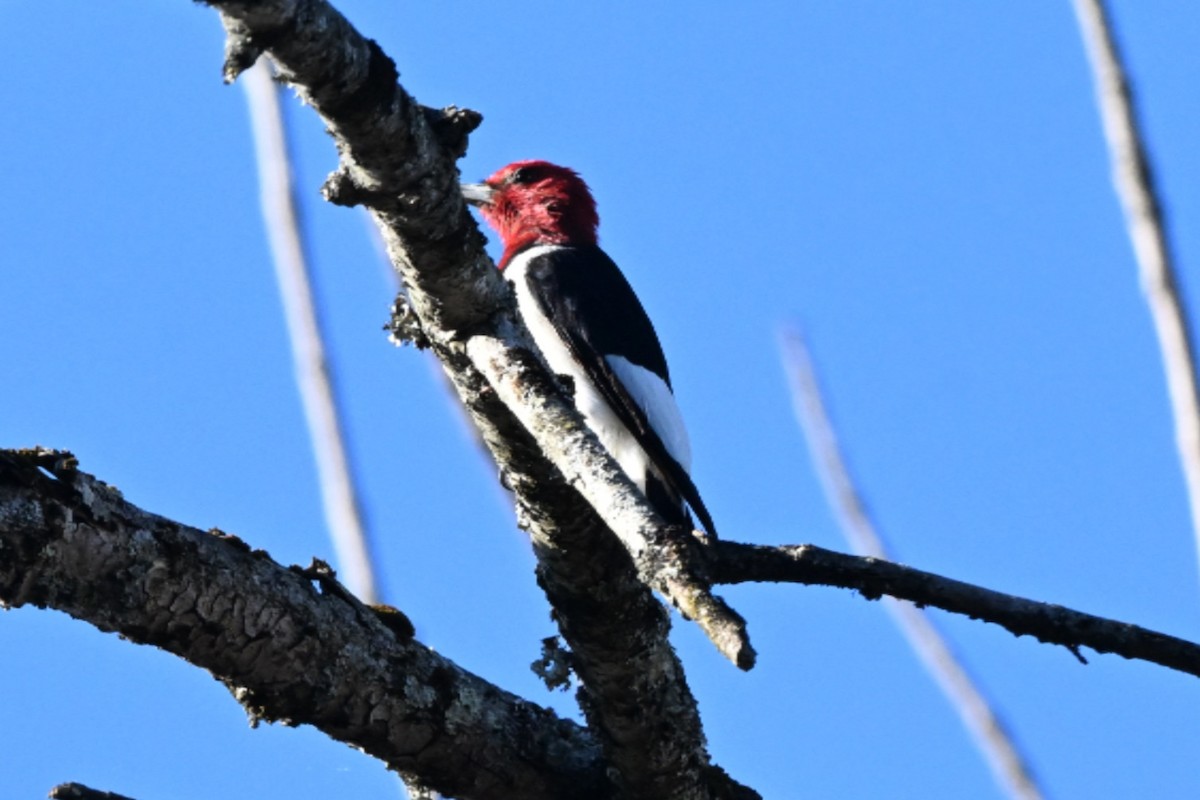 Red-headed Woodpecker - ML644625177