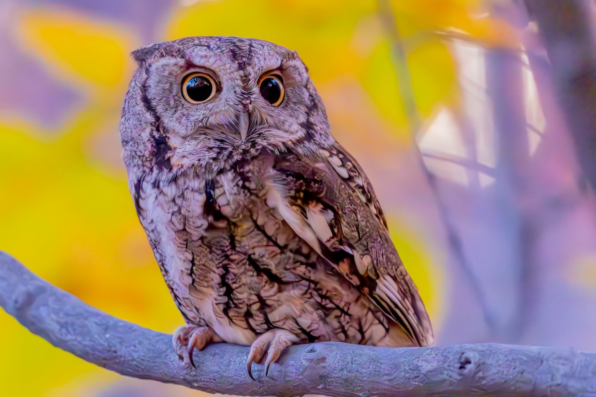 Eastern Screech-Owl - ML644625179