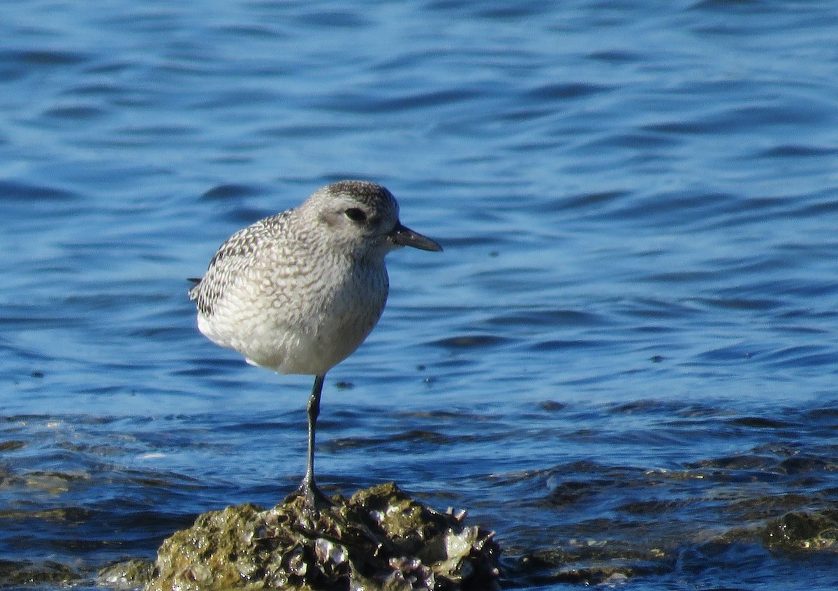 Буурал сүвээ цагаан - ML644625180