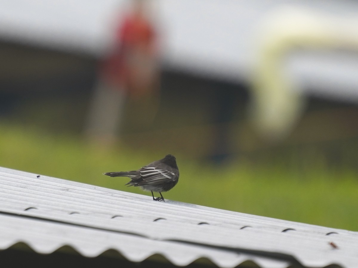 Mosquero Negro - ML644625181