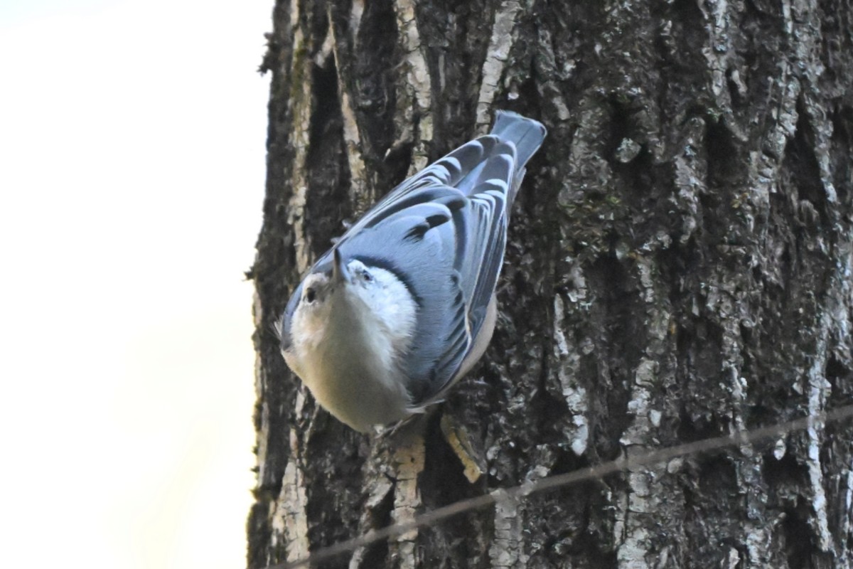White-breasted Nuthatch - ML644625196