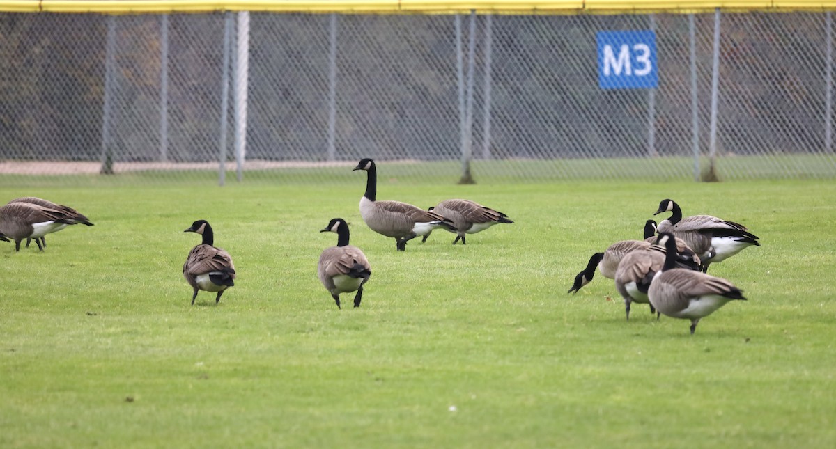 Branta kanadar handia - ML644625213