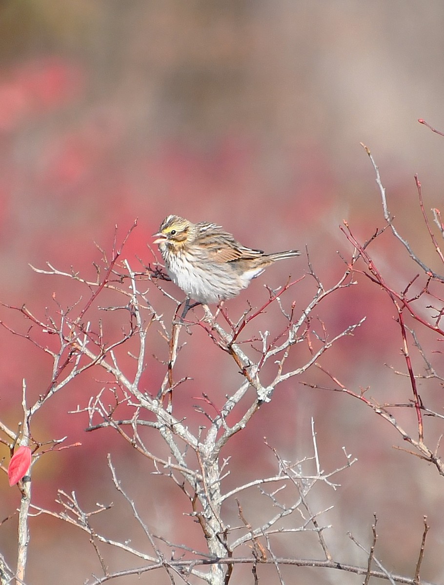 Пасовник савановий - ML644625226