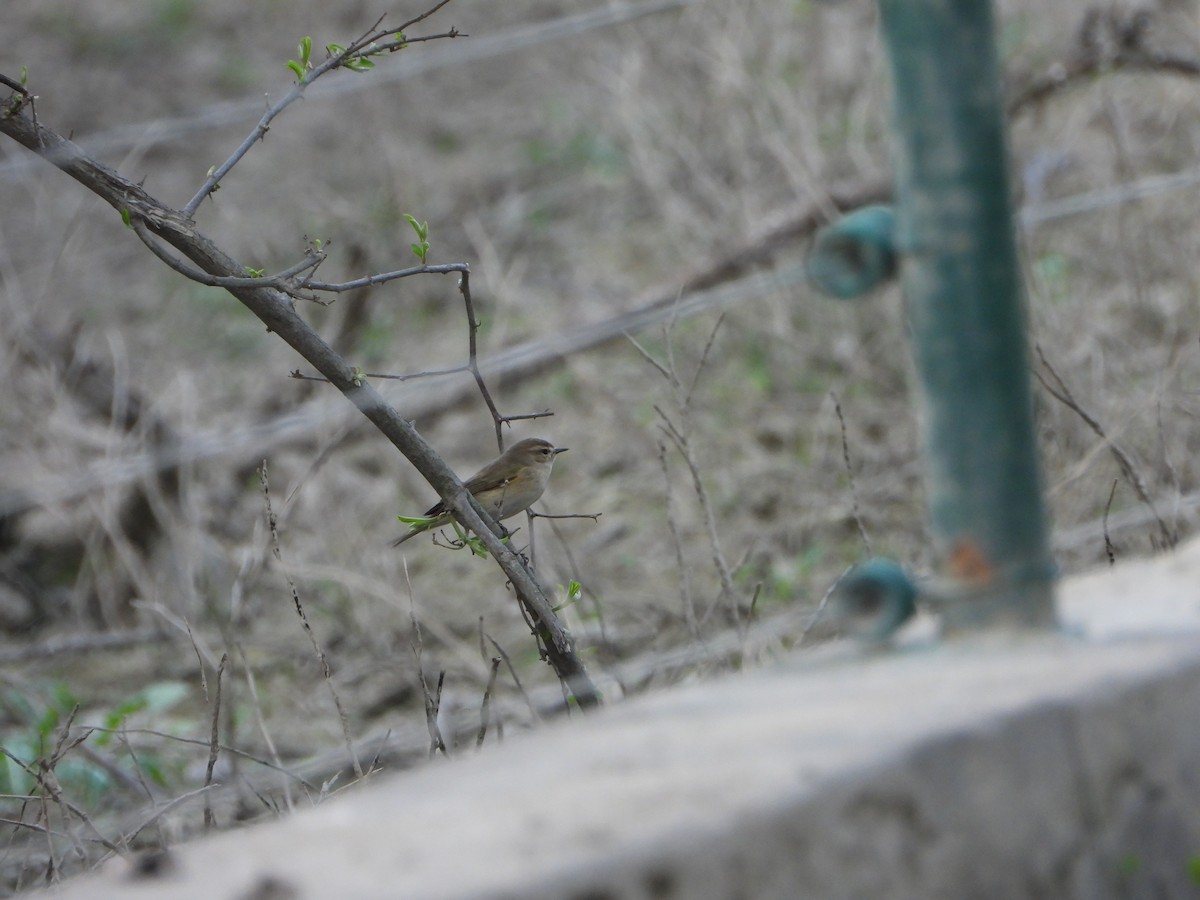 gransanger - ML644625228