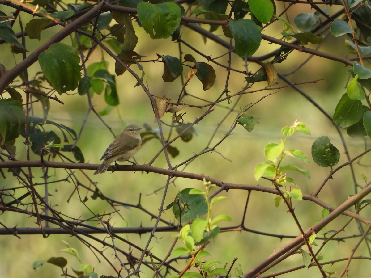 gransanger - ML644625229