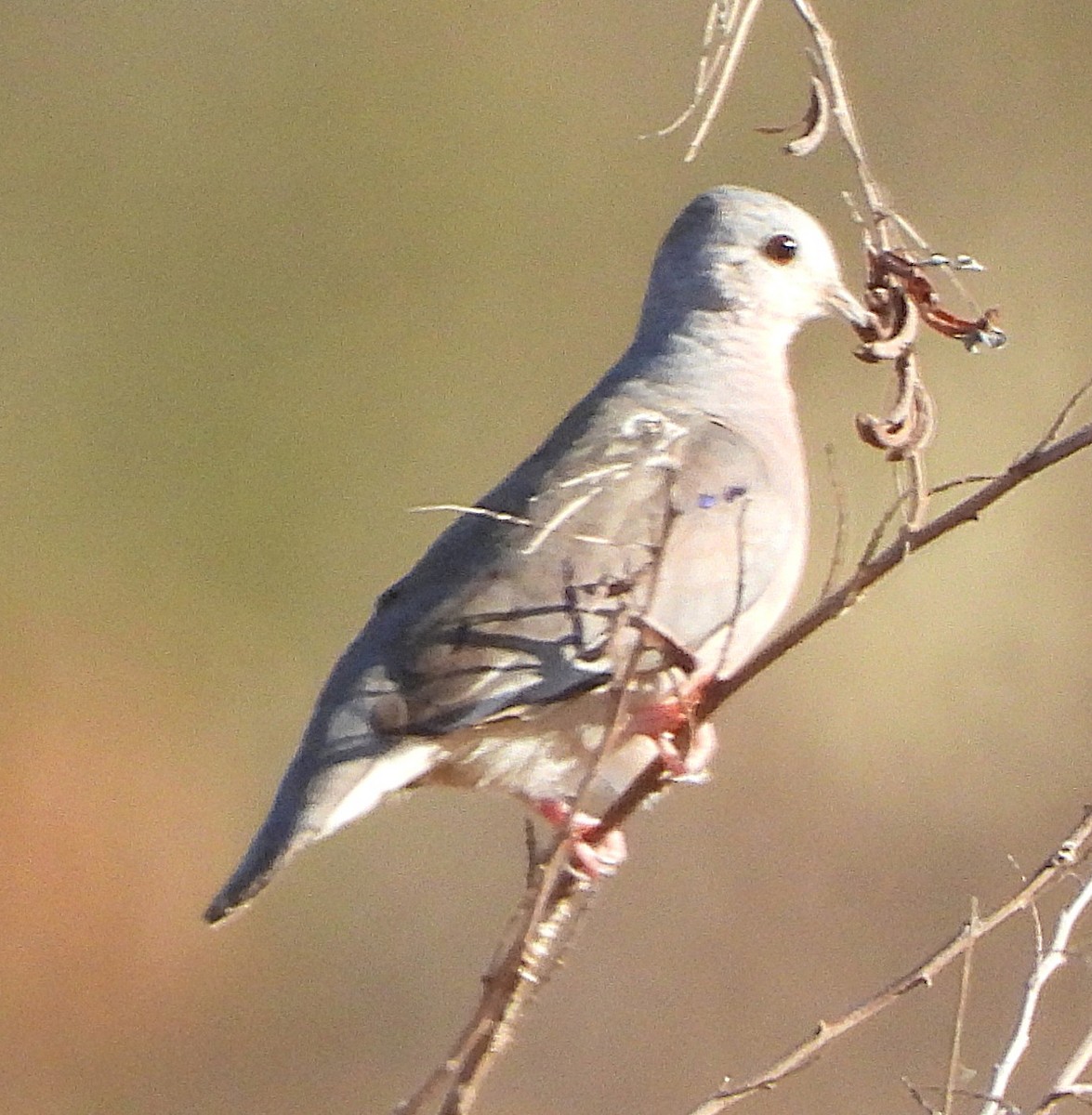 Plain-breasted Ground Dove - ML644625235