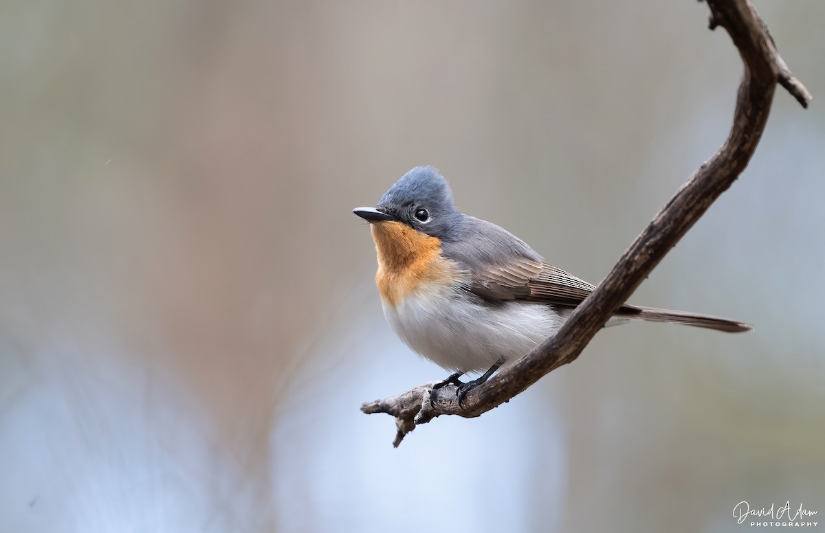 Satin Flycatcher - ML644625241