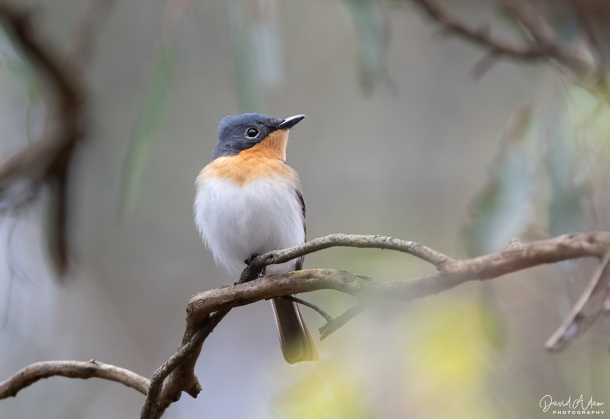 Satin Flycatcher - ML644625242