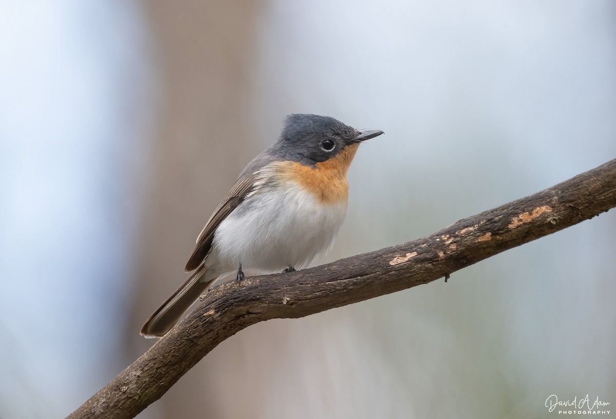 Satin Flycatcher - ML644625243