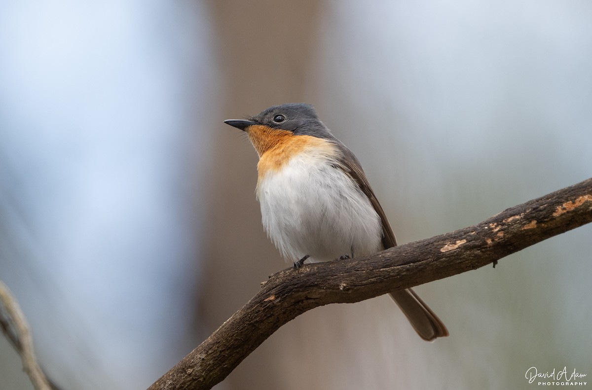 Satin Flycatcher - ML644625244