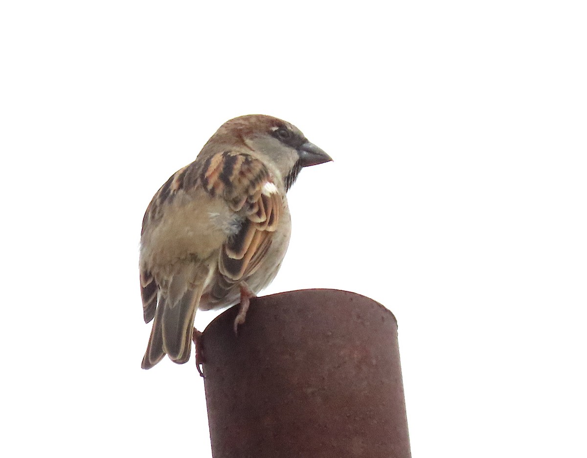 Gorrión Común - ML644625245