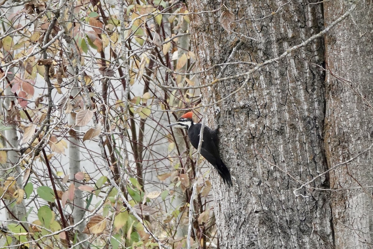 Хохлатая желна - ML644625253