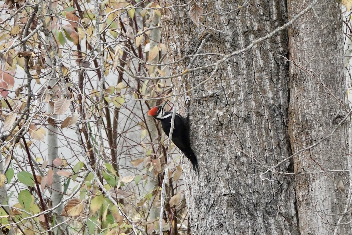 Хохлатая желна - ML644625254