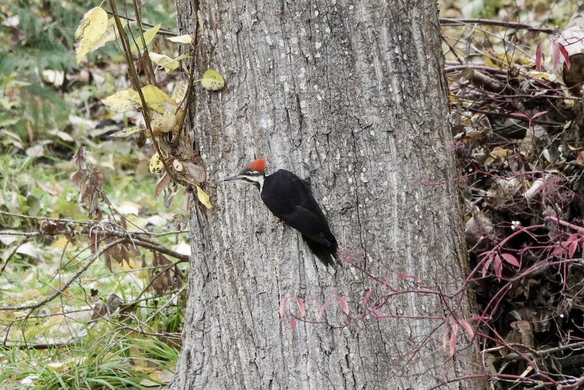 Хохлатая желна - ML644625255