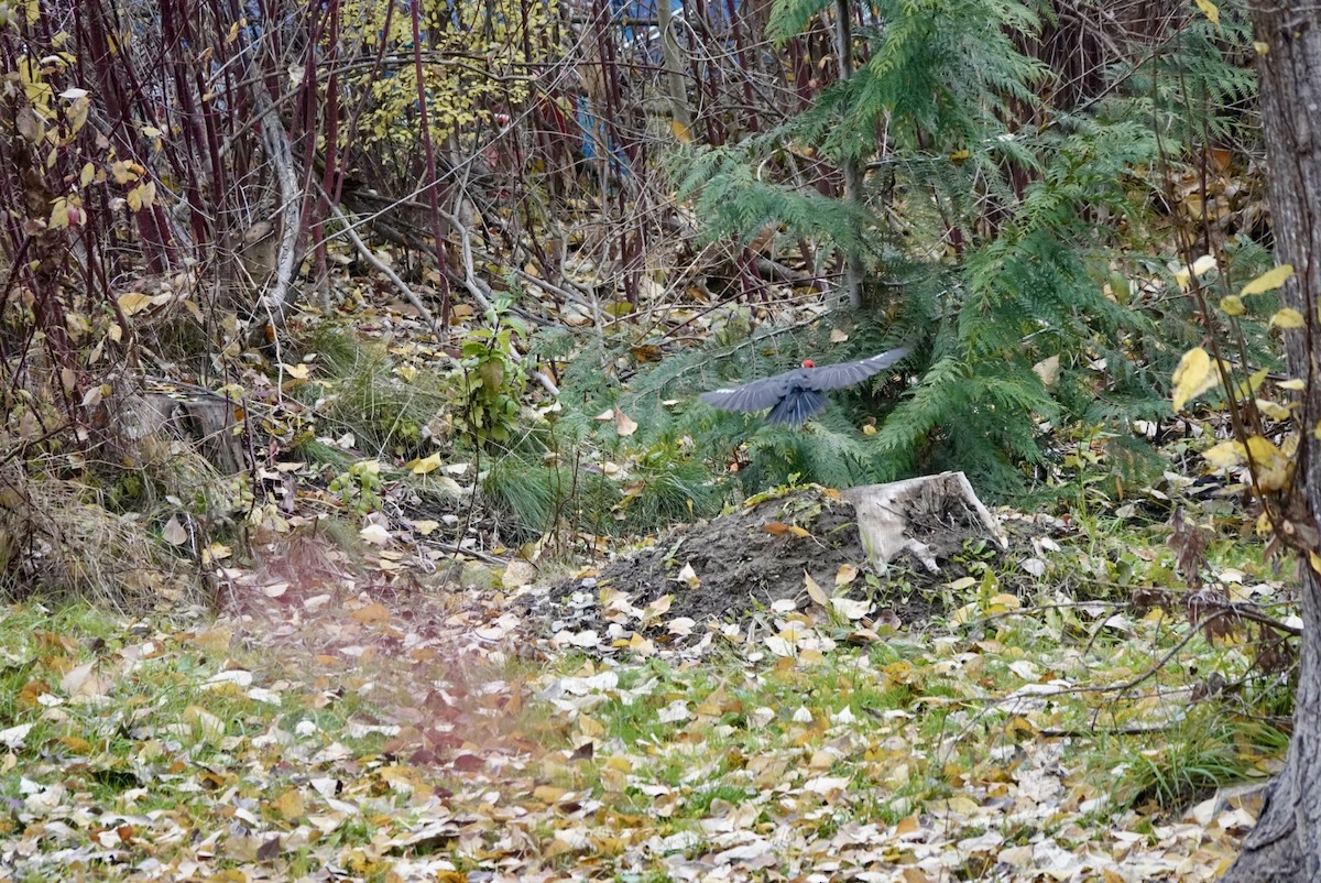 Хохлатая желна - ML644625257