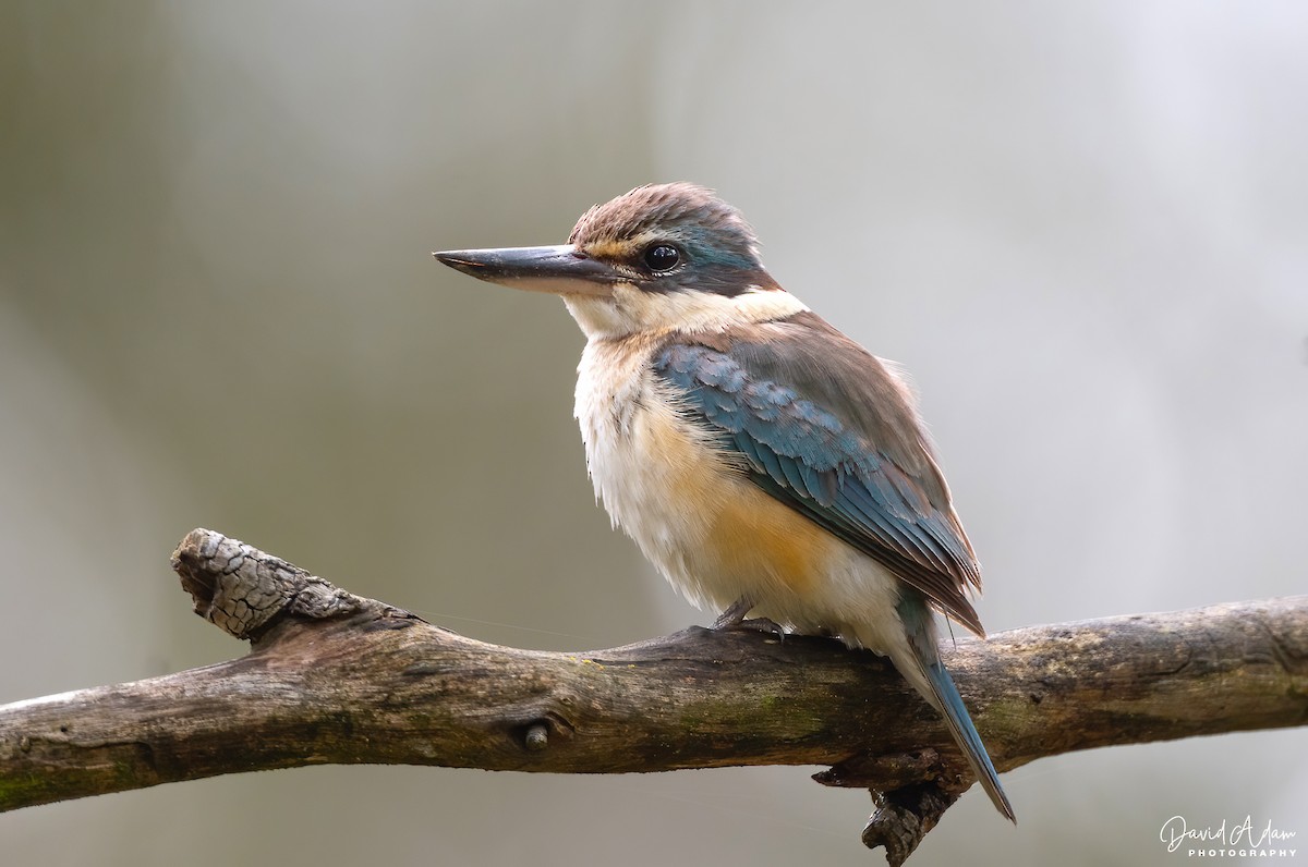 Sacred Kingfisher - ML644625261