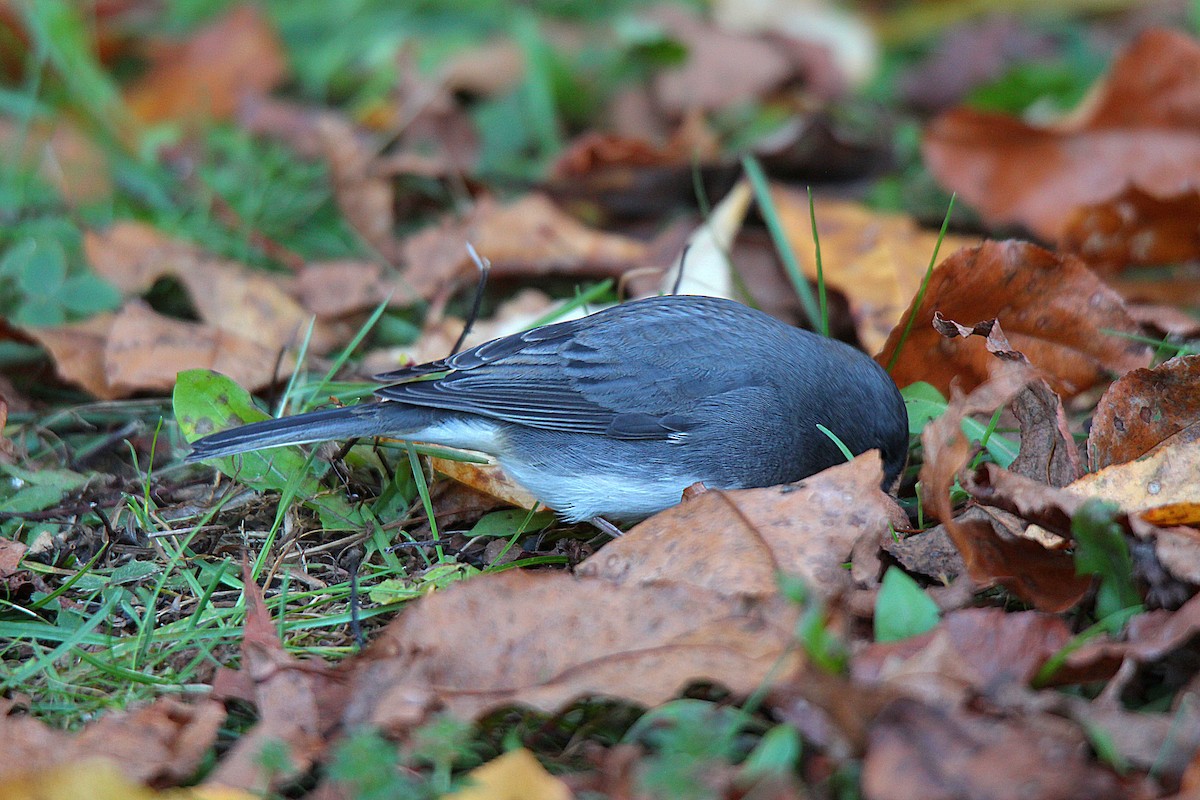 Dark-eyed Junco - ML644625280