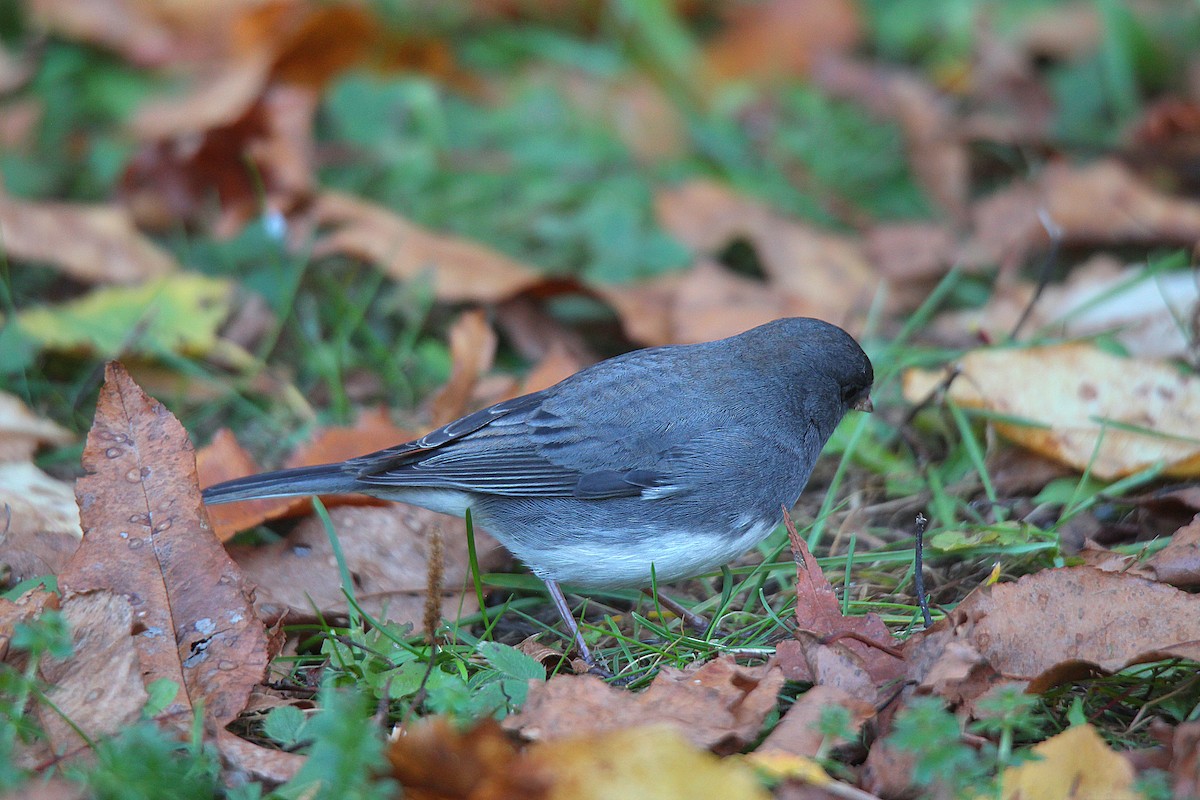 Dark-eyed Junco - ML644625281