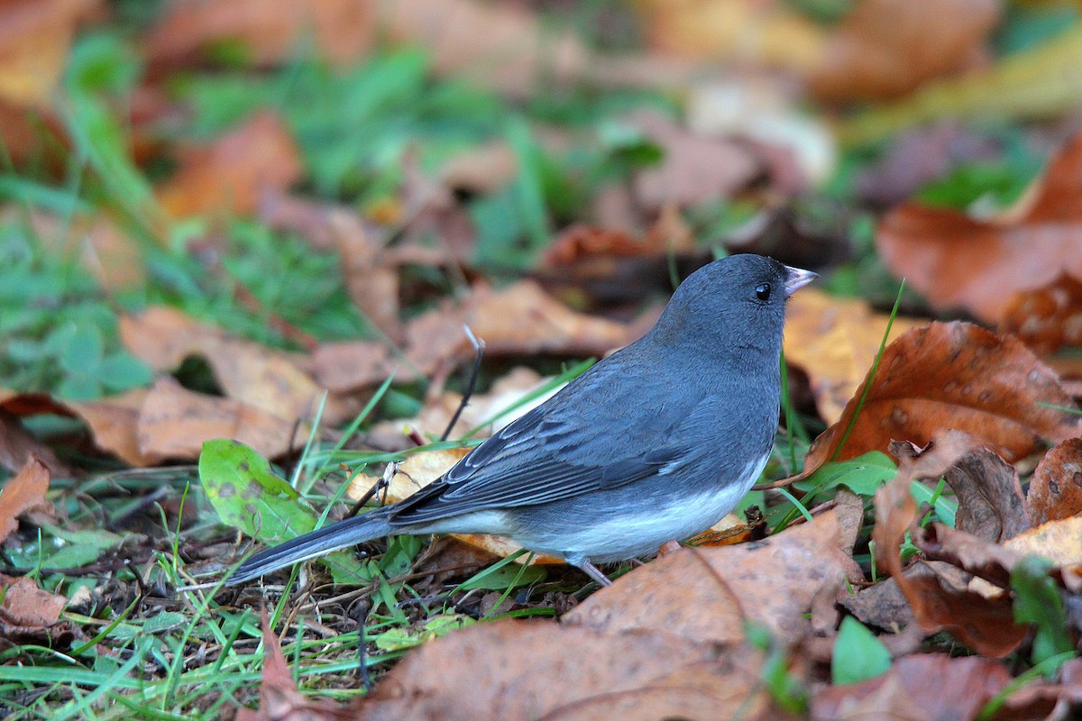 Dark-eyed Junco - ML644625282