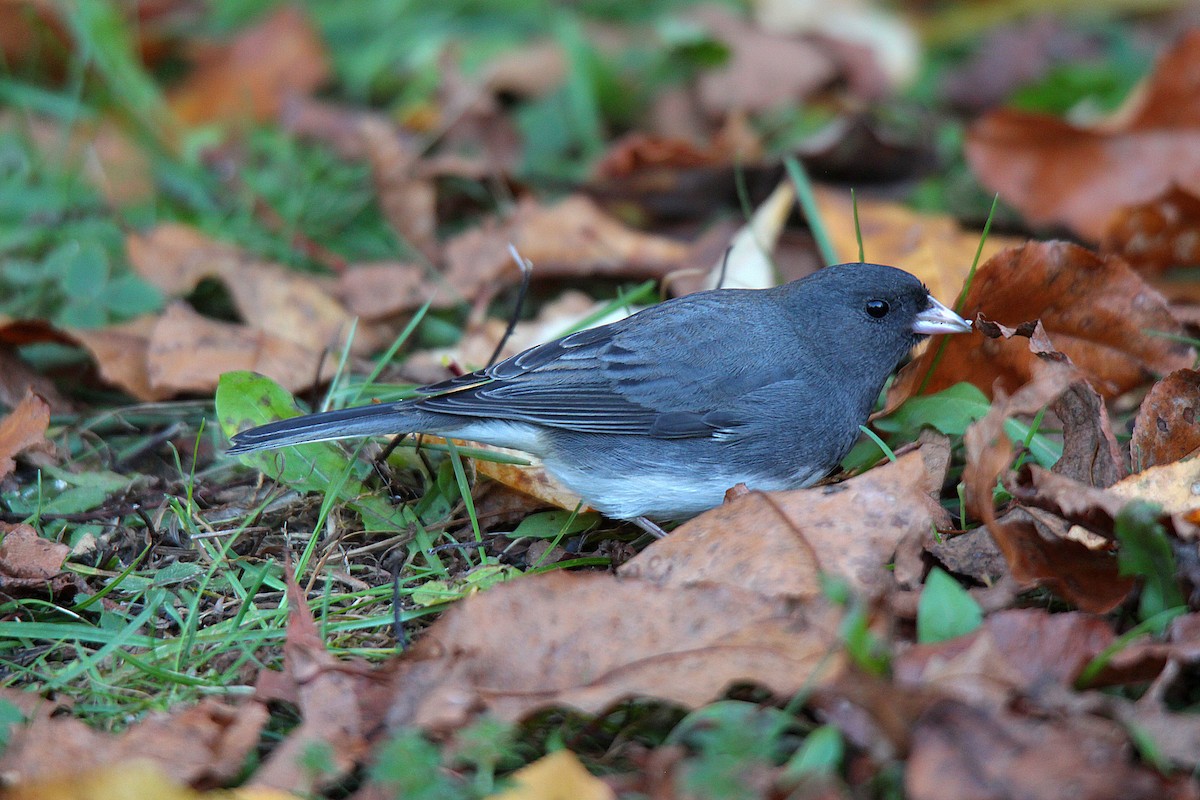 Dark-eyed Junco - ML644625283
