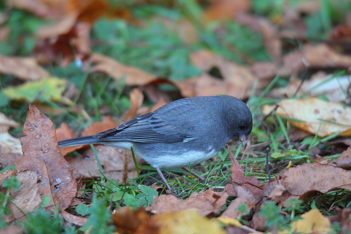 Dark-eyed Junco - ML644625284