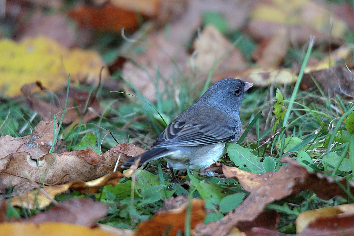 Dark-eyed Junco - ML644625285