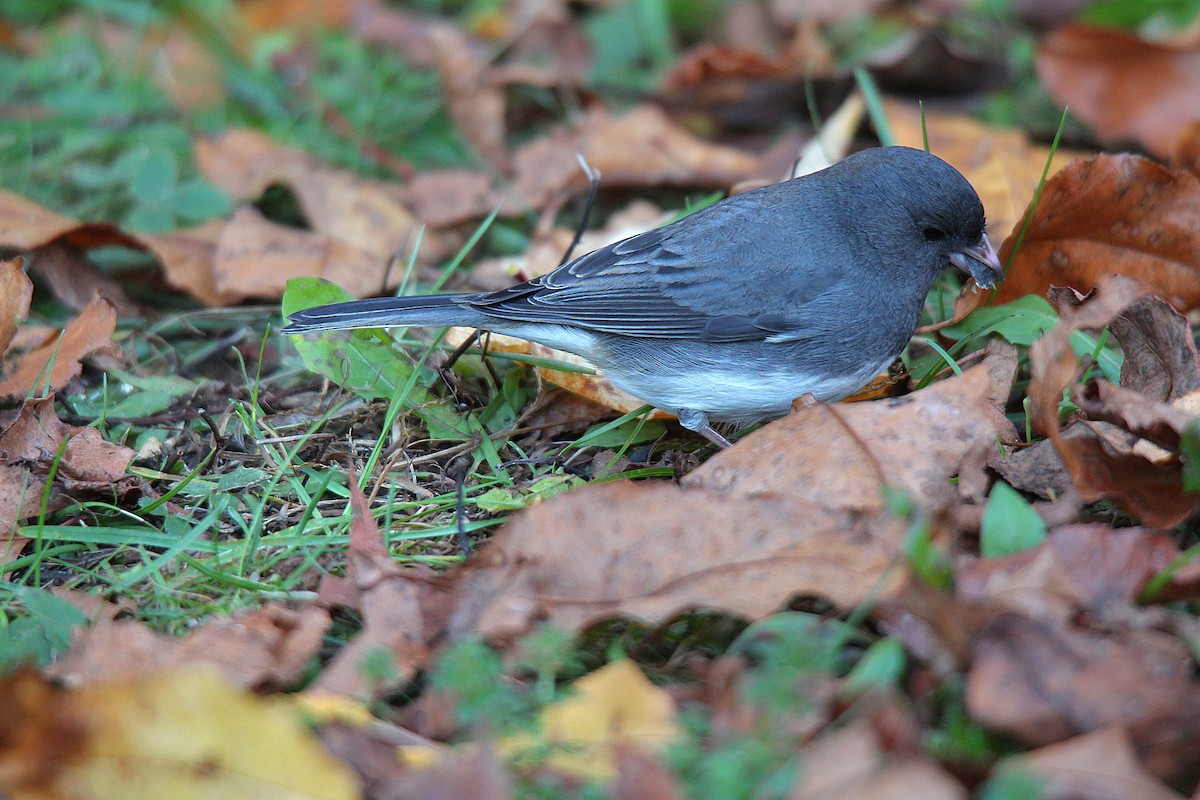 Dark-eyed Junco - ML644625286