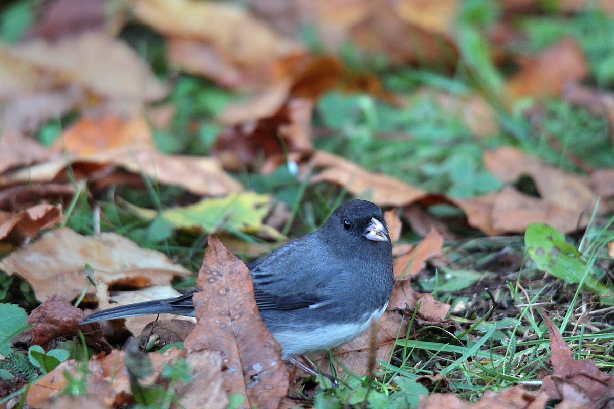 Dark-eyed Junco - ML644625287